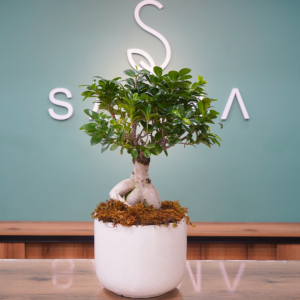 Bonsai plant - Premium Flowers and Gifts Amman