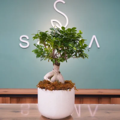 Bonsai plant - Premium Flowers and Gifts Amman