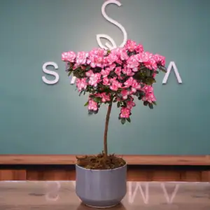 Azalea - Luxury Flowers Arrangement