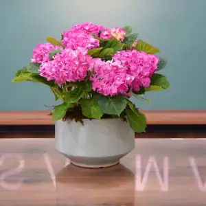Pink Hydrangea - Luxury Flowers Arrangement