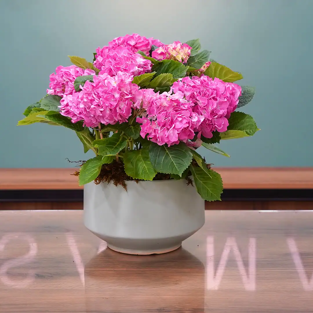 Pink Hydrangea - Luxury Flowers Arrangement