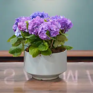 Purple Hydrangea - Luxury Flowers Arrangement