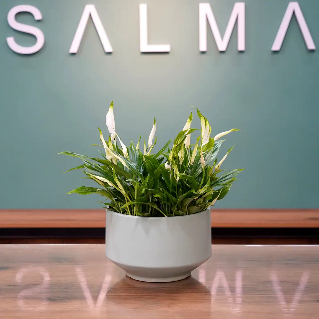 Peace Lily - Luxury Flowers Arrangement