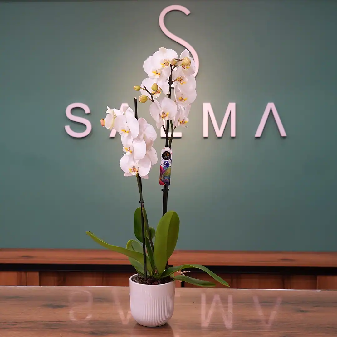 Congrats for the New Home - Premium Flowers and Gifts Amman
