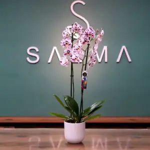 Light Magenta Orchid - Luxury Flowers Arrangement