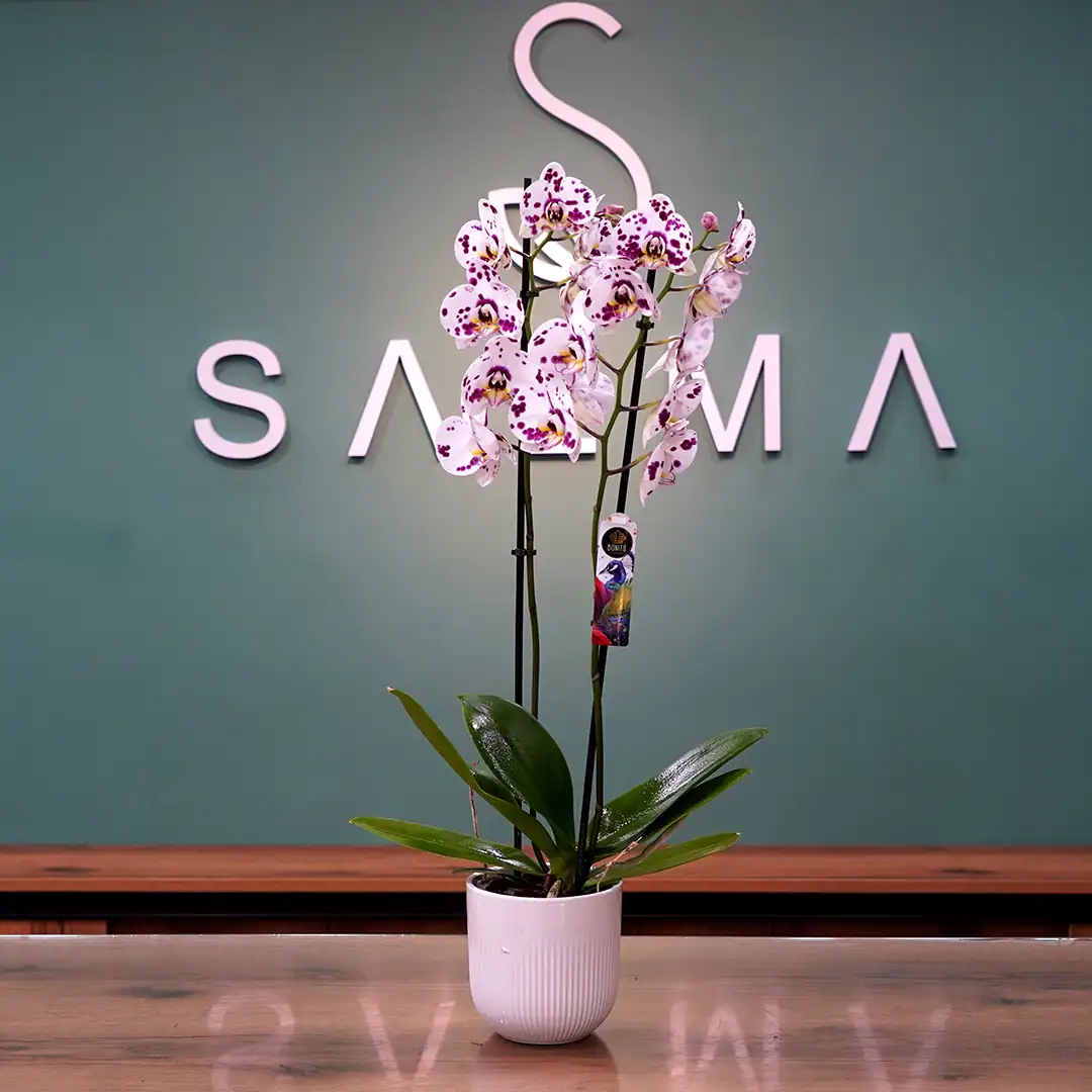 Light Magenta Orchid - Luxury Flowers Arrangement