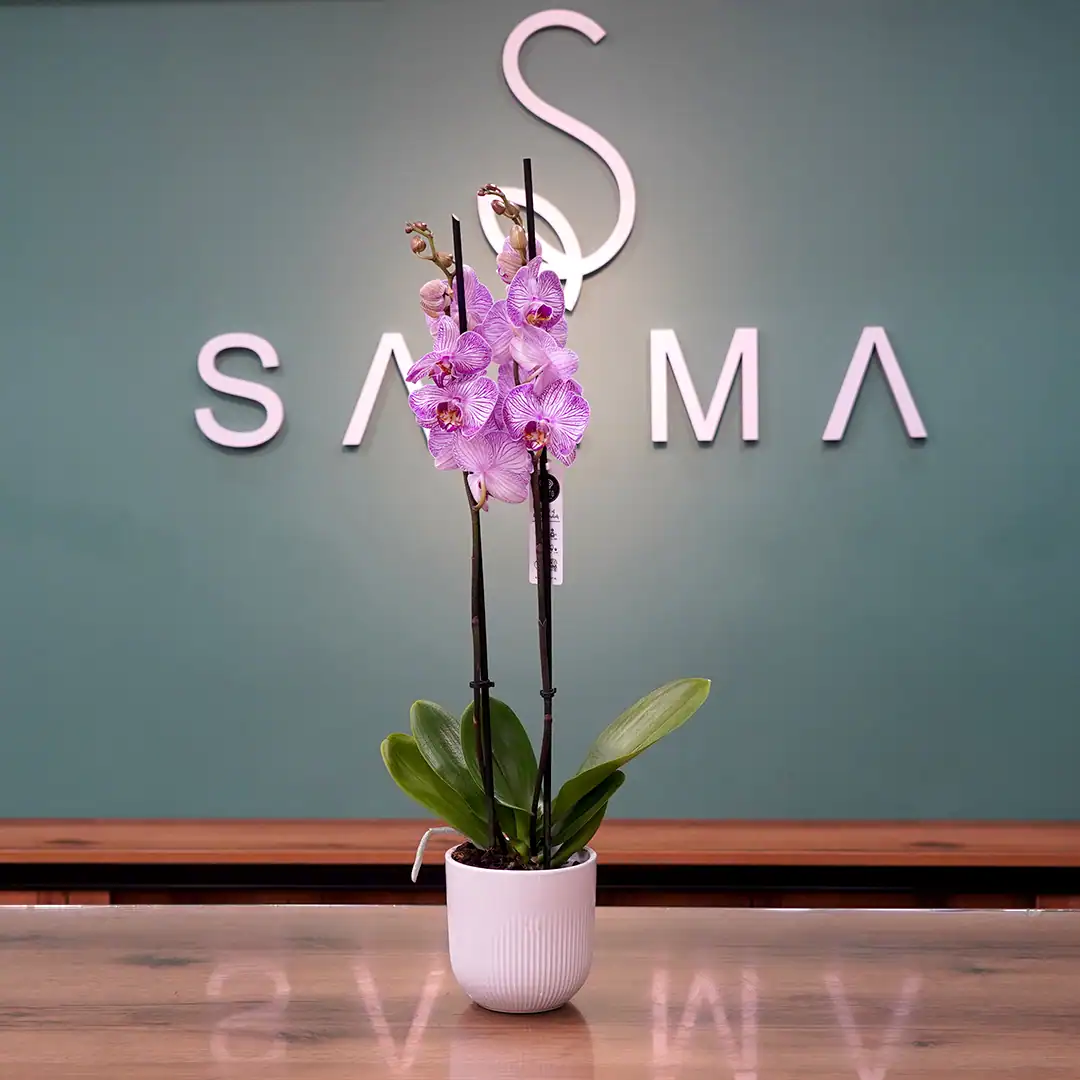 Carnation Orchid - Luxury Flowers Arrangement