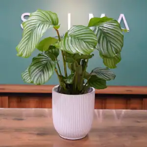Calathea plant- Luxury Flowers Arrangement