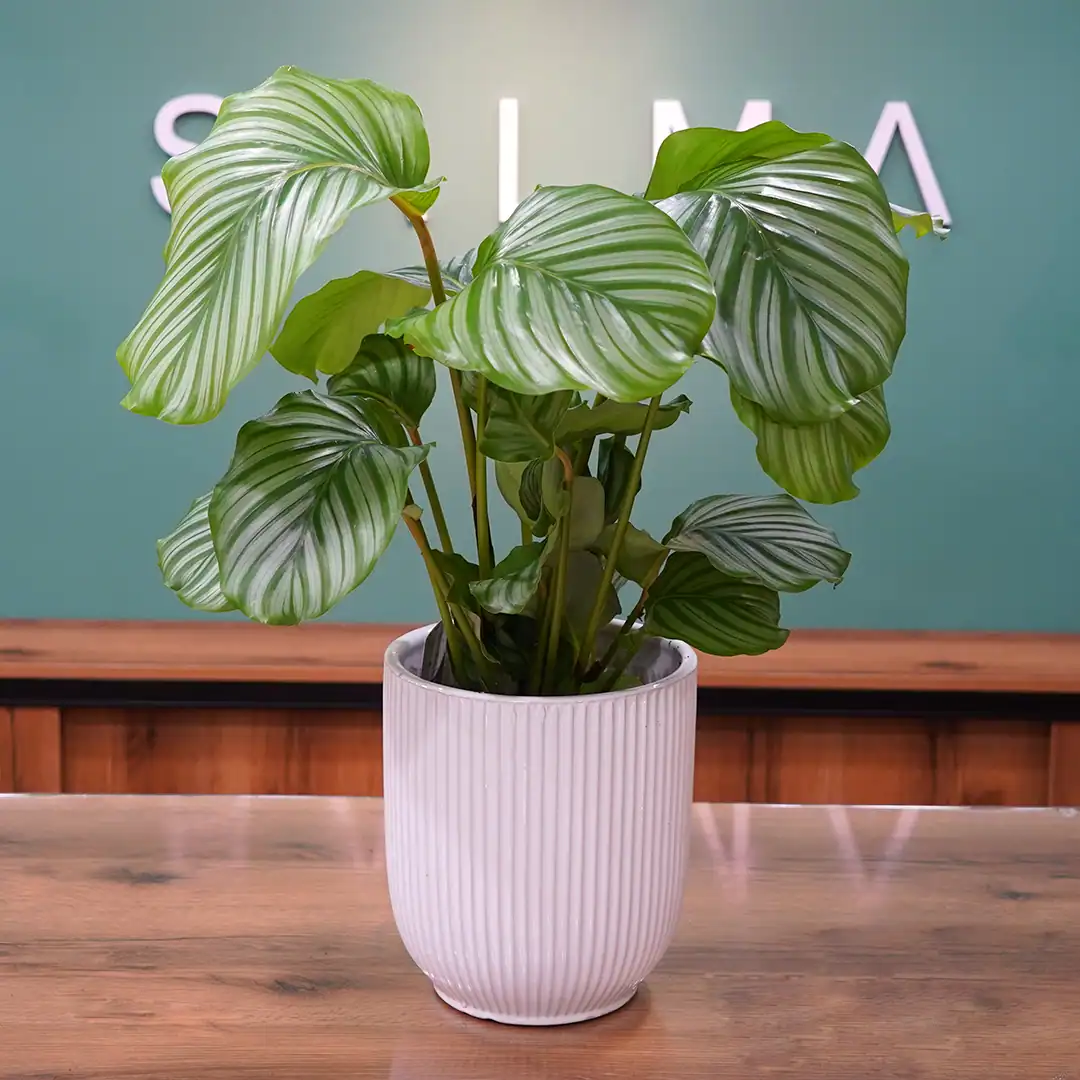 Calathea plant- Luxury Flowers Arrangement